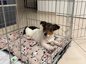 Cane jack russel