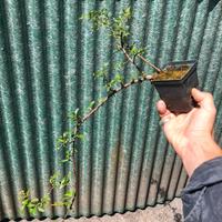 Pre- Bonsai/ Talea di Pyracantha