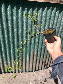 Pre- Bonsai/ Talea di Pyracantha