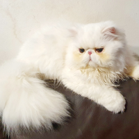 Gatto persiano ipertipico