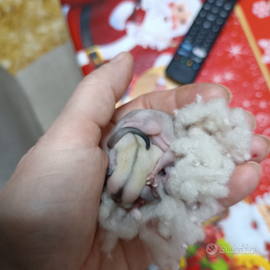 Petauro mosaico e ancestrali