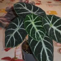 Varie piante