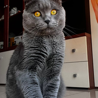 Monta scottish fold con femmina straight