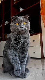 Monta scottish fold con femmina straight