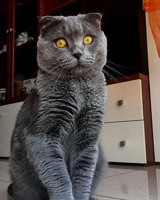 Monta scottish fold con femmina straight