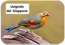 uaignoli-del-giappone