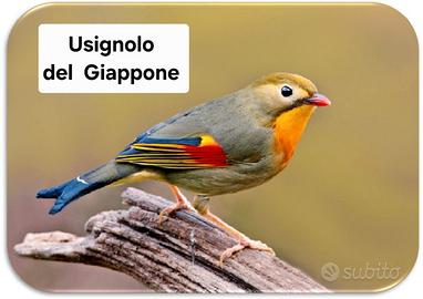 Uaignoli del giappone