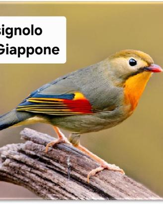 Uaignoli del giappone