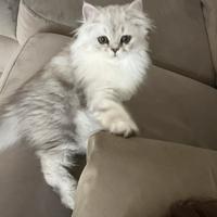 Gatto persiano femmina per accoppiamento