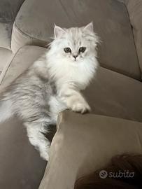 Gatto persiano femmina per accoppiamento