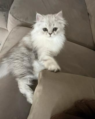 Gatto persiano femmina per accoppiamento