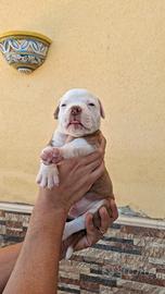 Bulldog americano