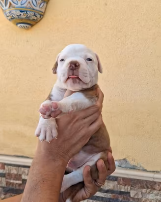 Bulldog americano