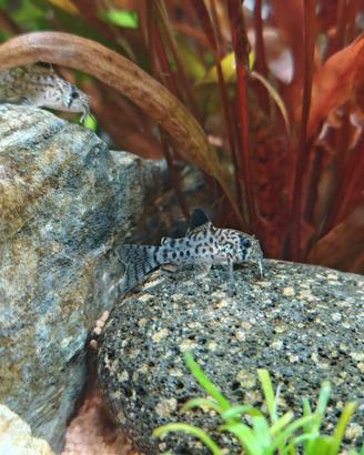 Corydoras julii
