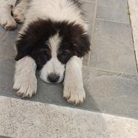 Cucciolo abbandonato