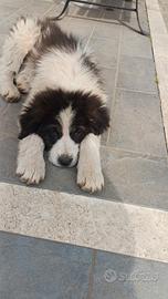 Cucciolo abbandonato