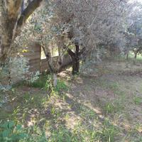 Piante di olivo