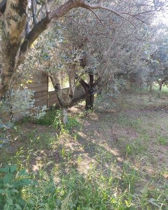 Piante di olivo