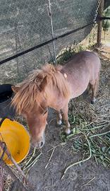 Minipony falabella maschio sauro 3 anni