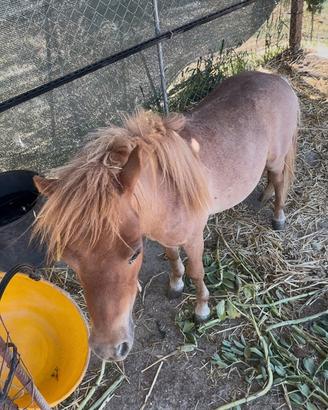 Minipony falabella maschio sauro 3 anni