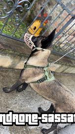 Malinois