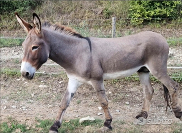 ASINO AMIATINO stallone