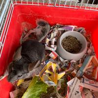 Cucciolo di cincilla"