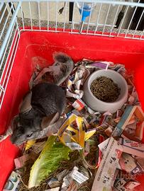 Cucciolo di cincilla"