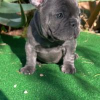 Cucciolo bulldog francese, maschio blu