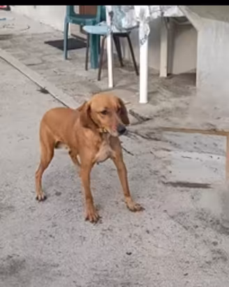 segugio maremmano da caccia