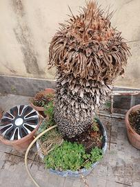 cycas revoluta