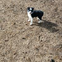 Cani per conduzione gregge
