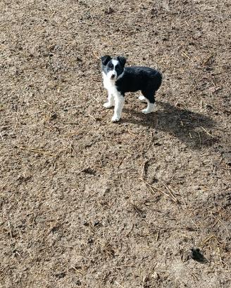 Cani per conduzione gregge