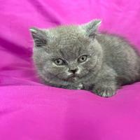 Gatto British Shorthair Blu