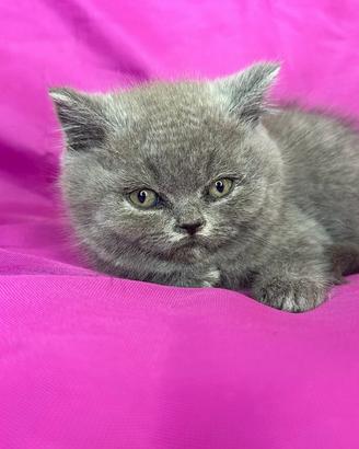 Gatto British Shorthair Blu