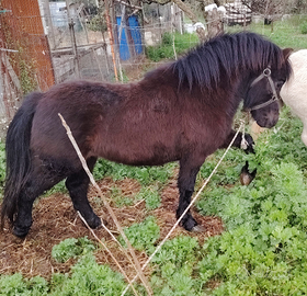 Pony scetlad. Intero 3 anni. Carattere buono