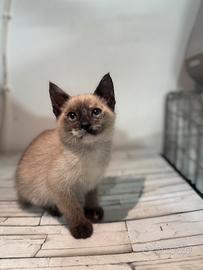Siamese