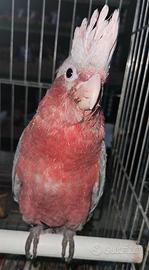 Eolophus roseicapilla