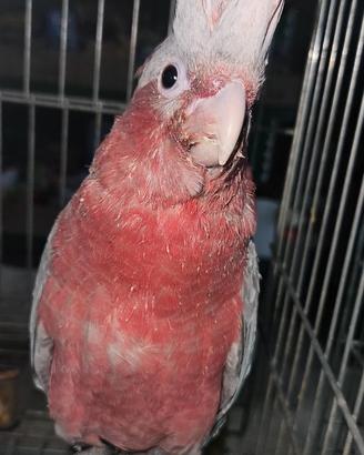 Eolophus roseicapilla