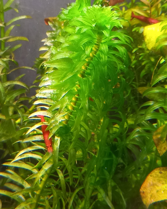 Egeria densa pianta per acquario