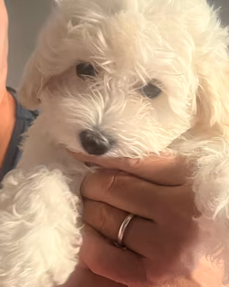 Maltipoo