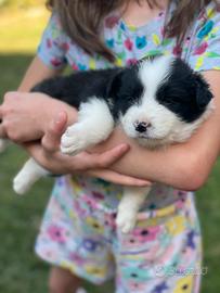 Border collie cuccioli