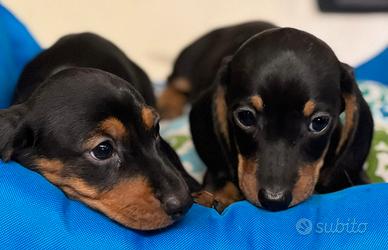 Cuccioli italiani ( bassotti 2 mesi)