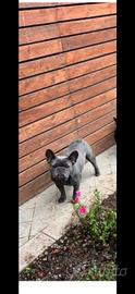 Bulldog francese