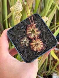 Drosera aliciae pianta carnivora