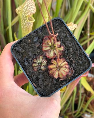 Drosera aliciae pianta carnivora
