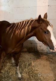 Stallone Paint - Cow & Reining Prospect