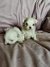 maltese-toy