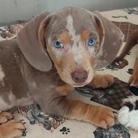 Cuccioli di bassotto nano Arlecchino Isabella
