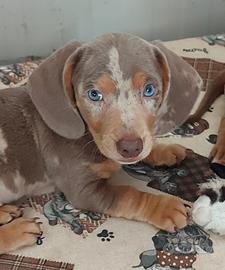 Cuccioli di bassotto nano Arlecchino Isabella